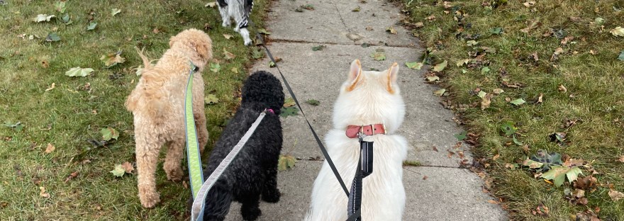 Four dogs being walked down a sidewalk with tangled leashes