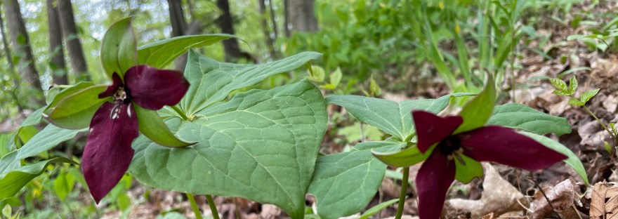 Red trilliums in bloom on a forest floor